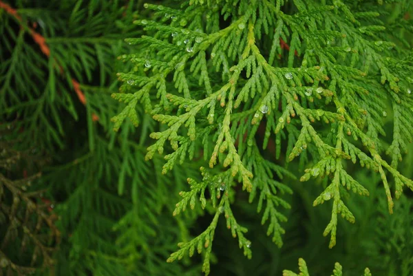 ardıç ağacının yeşil dalı