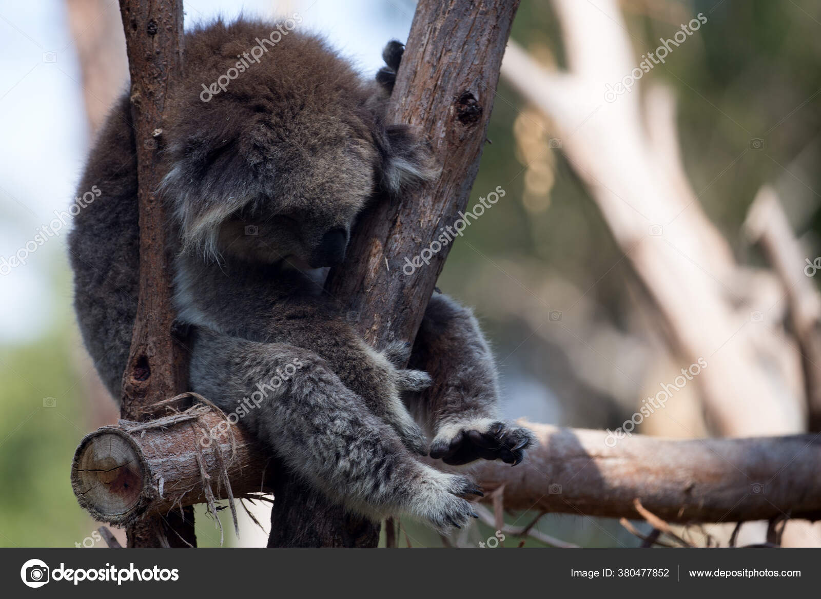 Sleeping Koala Koalas Marsupials Koala Arboreal Herbivorous Marsupial
