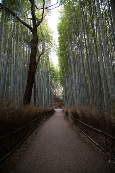 The Bamboo Forest, or Arashiyama Bamboo Grove or Sagano Bamboo Forest, is a natural forest of bamboo in Arashiyama, Kyoto, Japan.