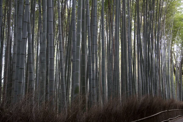 The Bamboo Forest, or Arashiyama Bamboo Grove or Sagano Bamboo Forest, is a natural forest of bamboo in Arashiyama, Kyoto, Japan.