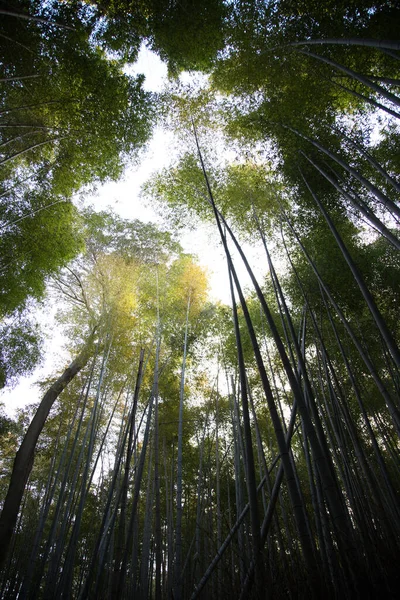 The Bamboo Forest, or Arashiyama Bamboo Grove or Sagano Bamboo Forest, is a natural forest of bamboo in Arashiyama, Kyoto, Japan.