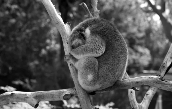 A sleeping Koala in a tree in a wildlife sanctuary in Australia.