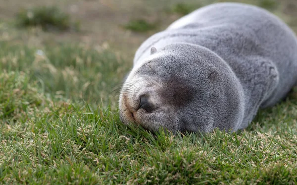 Fur Seal Sleeping (Arctocephalus gazella), South Georgia, Antarctic.