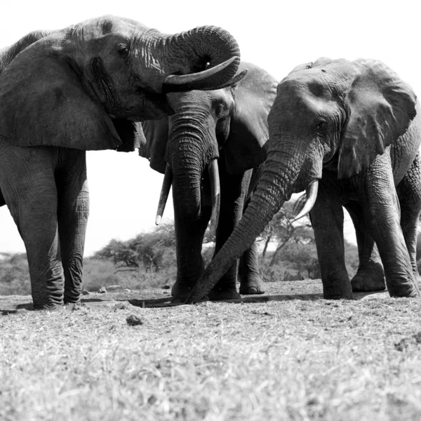 A close up of a three large Elephants (Loxodonta africana) in Kenya. Square Composition. Black and White.