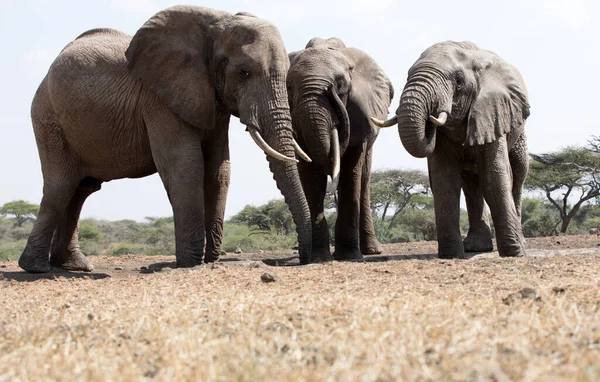 A close up of a three large Elephants (Loxodonta africana) in Kenya.