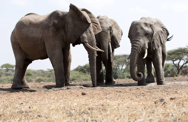A close up of a three large Elephants (Loxodonta africana) in Kenya.