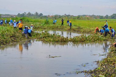 30 Ocak 2018, Endonezya, Batang / Jawa Tengah Hamamböceklerinden nehri temizleyin.