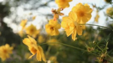 Cosmos Sulphureus çiçekleri güneş parlamaları ile yakın alan. Güneş parlamasında açan tıbbi Cosmos Sulphureus ile güzel doğa sahnesi. Güneşli bir gün. Yaz çiçekleri. Cosmos Sulphureus arka plan. 4k Uhd