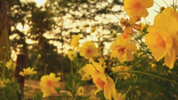 宇宙硫磺花场与太阳耀斑近距离接触 美丽的自然场景与盛开的医疗宇宙硫磺在太阳耀斑 夏天的花朵 宇宙硫磺背景 乌赫德 — 图库视频影像