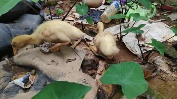两只小鸭在垃圾堆里寻找食物 — 图库视频影像