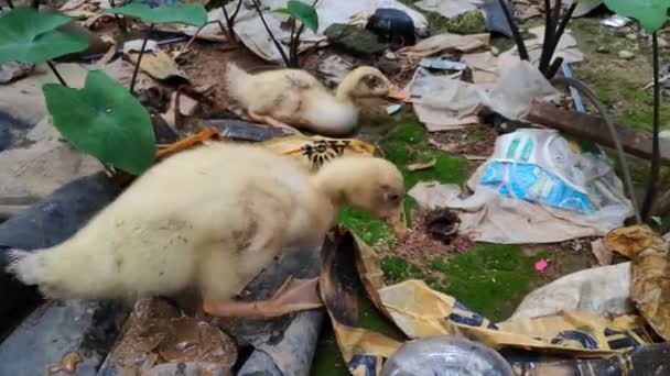 Dos Patitos Buscando Comida Basura — Vídeo de stock