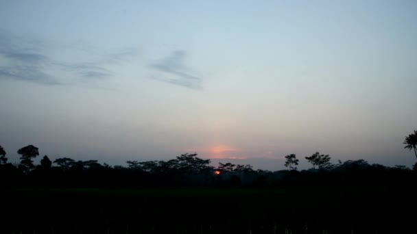 Słońce Wschodzi Pięknym Spokojnym Polu Ryżowym — Wideo stockowe