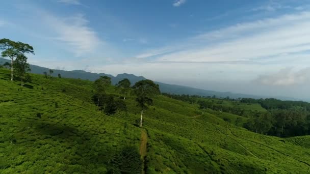 Fly Low Tea Plantation Batang Central Java — Stock Video