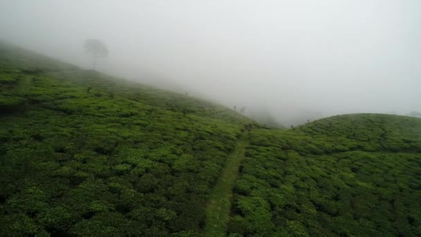 Fly Low Tea Plantation Batang Central Java — Stock Video
