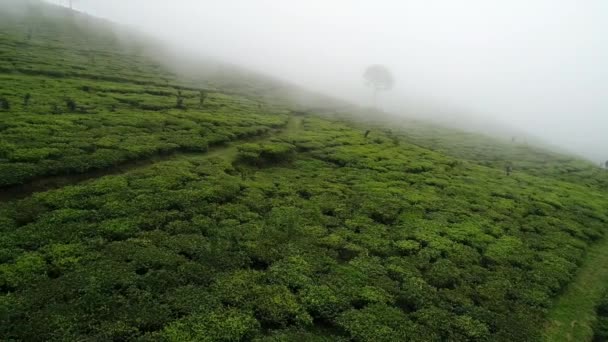 Vlieg Laag Een Theeplantage Batang Midden Java — Stockvideo