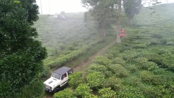 Niedrig Über Einer Teeplantage Batang Zentraljava Fliegen — Stockvideo