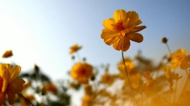 Cosmos Sulphureus çiçekleri güneş parlamaları ile yakın alan. Güneş parlamasında açan tıbbi Cosmos Sulphureus ile güzel doğa sahnesi. Güneşli bir gün. Yaz çiçekleri. Cosmos Sulphureus arka plan. 4k Uhd