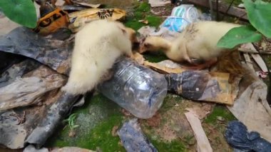 çöpte yiyecek arayan iki ördek yavrusu