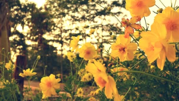 Cosmos Campo Flores Sulfuro Cierra Con Las Bengalas Del Sol — Vídeos de Stock