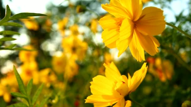 Cosmos Sulphureus flowers field close up with sun flares. Beautiful nature scene with blooming medical Cosmos Sulphureus in sun flare. Sunny day. Summer flowers. Cosmos Sulphureus background. 4K UHD — Stock Footage Cosmos Sulphureus Flowers Field Close Sun Flares Beautiful Nature Scene Video Clip