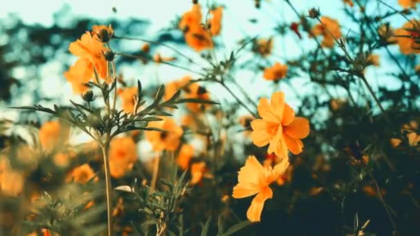 코스모스 설푸레우스 꽃밭은 플레어와 가까이 플레어에 코스모스 설푸레우스와 아름다운 화창한 — 비디오