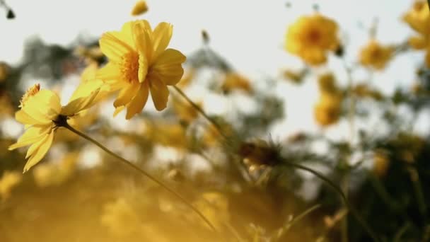 宇宙硫磺花场与太阳耀斑近距离接触 美丽的自然场景与盛开的医疗宇宙硫磺在太阳耀斑 夏天的花朵 宇宙硫磺背景 乌赫德 — 图库视频影像