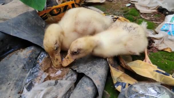 Dos Patitos Buscando Comida Basura — Vídeo de stock