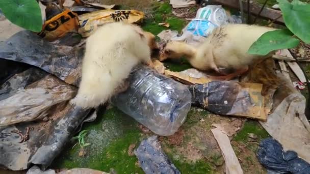 Twee Eendjes Zoek Naar Eten Prullenbak — Stockvideo