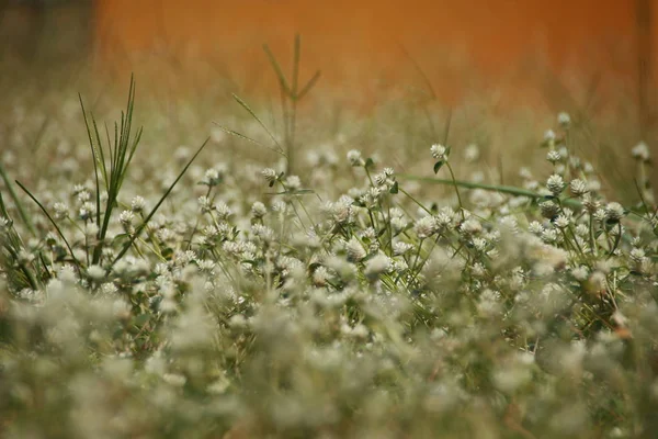 Dağ Yamaçlarında Beyaz Yonca Çiçekleri Bokeh Arka Planlarıyla Önplanıyla Sıcak — Stok fotoğraf