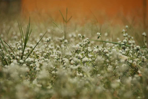 Flores Trébol Blanco Las Laderas Las Montañas Con Fondos Bokeh —  Fotos de Stock