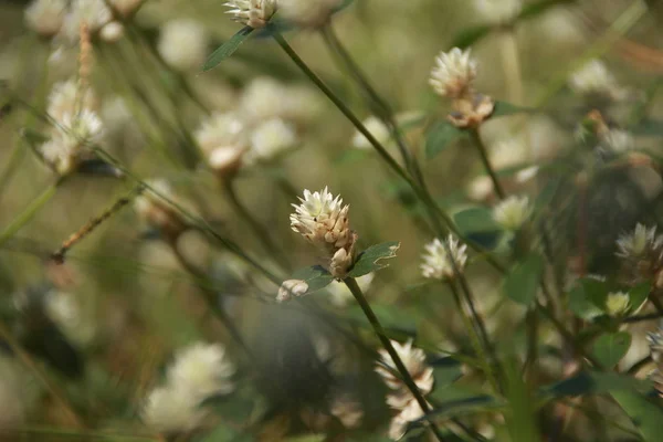 Bílé Jetelové Květy Horských Svazích Bokeh Zázemím Popředím Fotografované Během — Stock fotografie