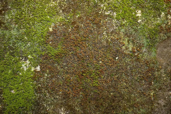 Parede Pedra Cinza Velha Com Fundo Textura Musgo Verde — Fotografia de Stock