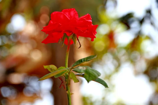 Red Roses Garden Bokeh Blurry Background Photographed Morning Air Still — Stock Photo, Image
