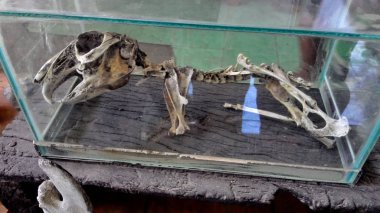 Yogyakarta, Endonezya - 3 Kasım 2015 : Geologi Müzesi Java'daki Merapi Dağı Patlamasından Yıkıcı Eserler Sergiliyor/Sergisi 