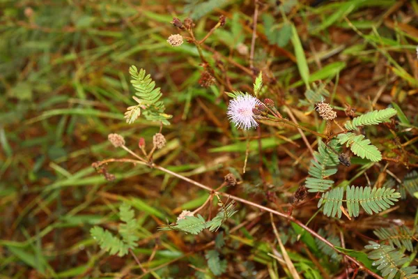 Mimosa Kwiat Pudica Rano Pszczołą — Zdjęcie stockowe