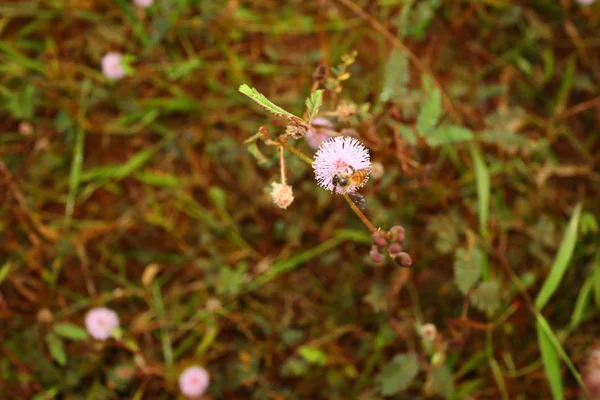 Mimosa Pudica Flor Por Mañana Con Abeja —  Fotos de Stock