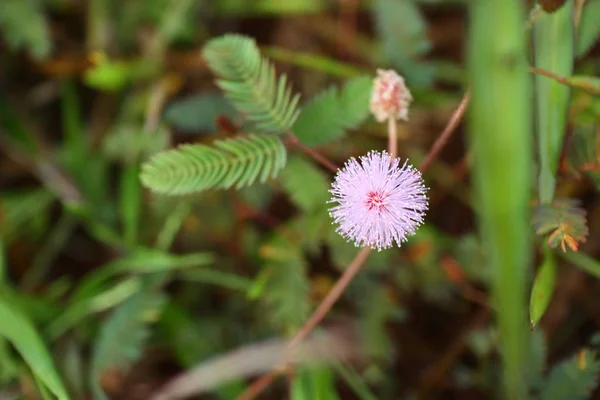 Mimosa Pudica Flor Con Una Abeja —  Fotos de Stock