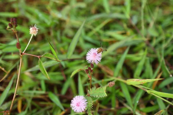 Mimosa Pudica Flor Con Una Abeja —  Fotos de Stock