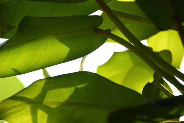 Closeup Natur Visa Gröna Löv Trädgården Sommaren Solljus Naturliga Gröna — Stockfoto