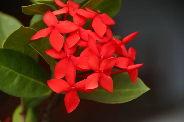 Red hortensia, fantastiska röda hortensia blommor — Stockfoto