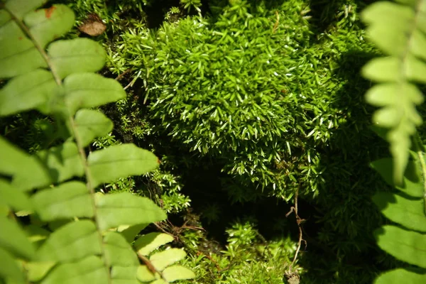 Folhas Samambaia Coladas Árvore Meio Floresta Foto Quando Sol Está — Fotografia de Stock