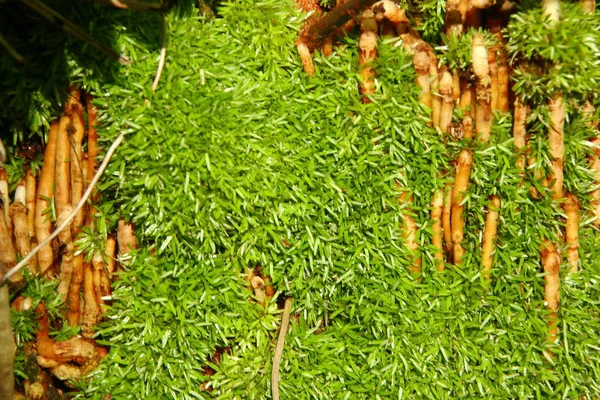 Musgo unido a un árbol, con solo unos pocos enfoque —  Fotos de Stock