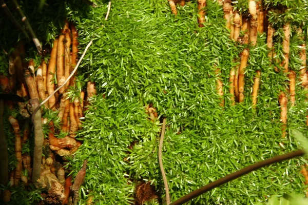 Moss Attached Tree Just Few Focus Foreground Fern Leaves — Stock Photo, Image