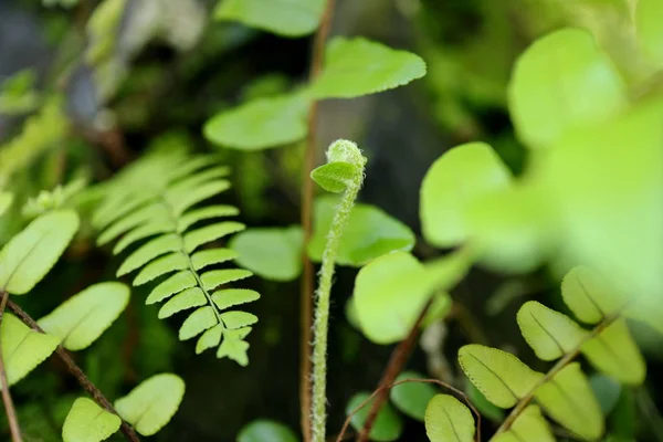 Fern verlaat vast aan de middelste boom van het bos — Stockfoto