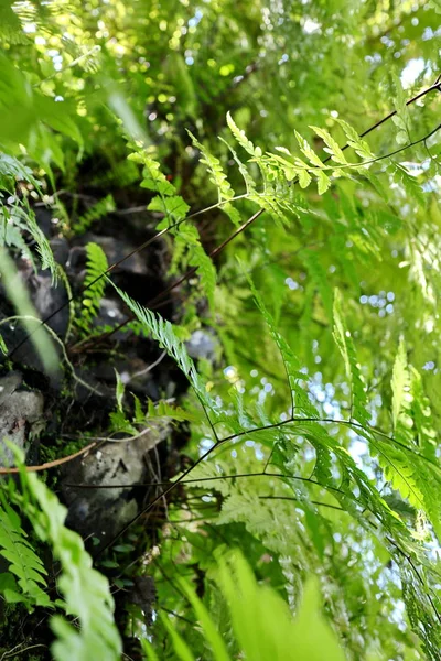 Hojas de helecho pegadas al árbol central del bosque —  Fotos de Stock