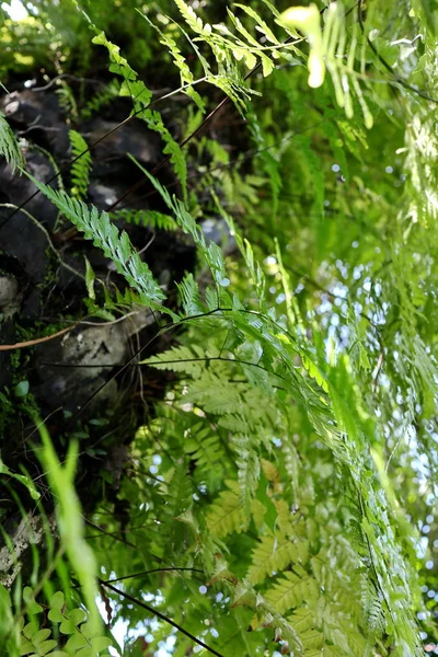 Листя Папороть приклеєні до середини дерева лісу на фото — стокове фото