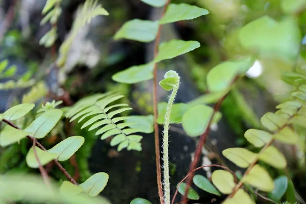 사진 속 숲 의 중간 나무에 달라붙은 고사리 잎 — 스톡 사진