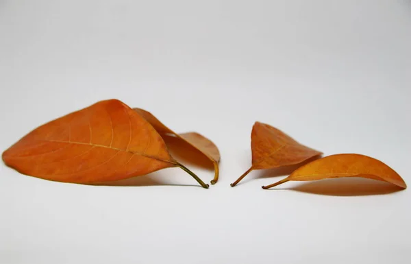 Gedroogde bladeren gefotografeerd met een witte achtergrond — Stockfoto