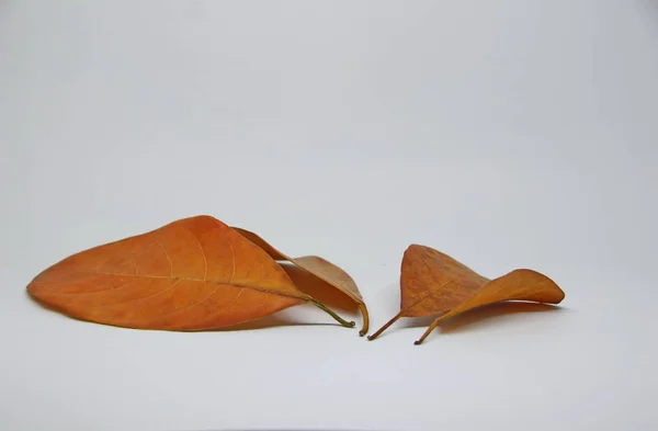 Gedroogde bladeren gefotografeerd met een witte achtergrond — Stockfoto