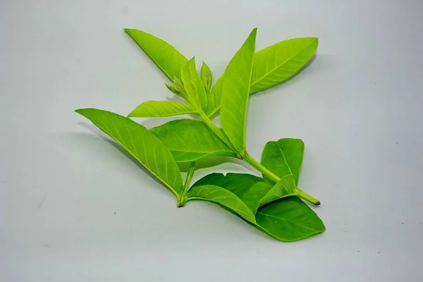 Young guave vertrekt in Foto's met een witte achtergrond, — Stockfoto